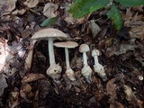 Amanita daucipes image