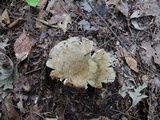 Russula granulata image