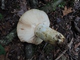Russula grata image