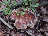 Laetiporus persicinus image