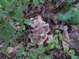 Laetiporus persicinus image