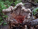 Laetiporus persicinus image