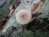 Pluteus longistriatus image