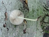 Pluteus longistriatus image