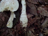 Amanita subcokeri image