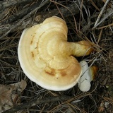 Ganoderma curtisii image