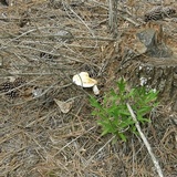 Ganoderma curtisii image