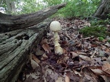Amanita rhopalopus image