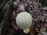 Amanita rhopalopus image