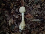 Amanita rhopalopus image