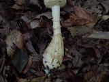 Amanita rhopalopus image