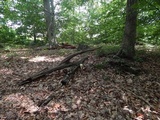 Amanita rhopalopus image