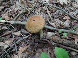 Leccinellum quercophilum image