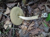 Leccinellum quercophilum image