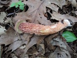 Aureoboletus russellii image