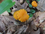 Hygrocybe reidii image