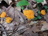 Hygrocybe reidii image
