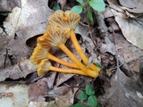 Hygrocybe reidii image