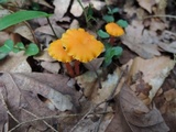 Hygrocybe reidii image