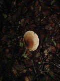 Tricholoma saponaceum image