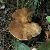 Ganoderma curtisii image