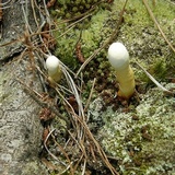 Ganoderma curtisii image