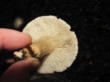 Tricholoma saponaceum image