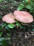 Boletus miniato-olivaceus image