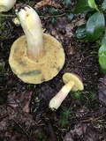 Boletus miniato-olivaceus image