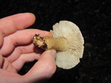 Tricholoma saponaceum image