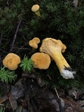 Cantharellus enelensis image