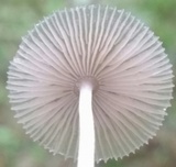 Pluteus longistriatus image