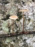 Mycetinis scorodonius image