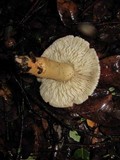 Tricholoma saponaceum image
