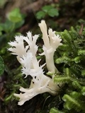 Clavulina coralloides image
