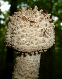 Amanita atkinsoniana image