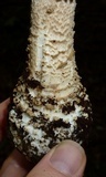 Amanita atkinsoniana image