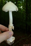 Amanita aestivalis image