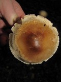 Tricholoma saponaceum image
