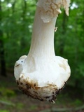 Amanita aestivalis image