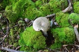 Russula variata image