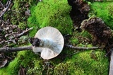 Russula variata image