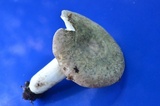 Russula variata image