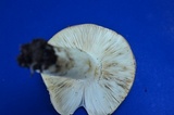 Russula variata image