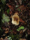 Tricholoma saponaceum image