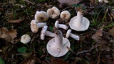 Lactarius piperatus image