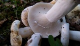 Lactarius piperatus image