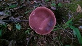 Tylopilus badiceps image