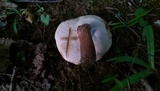 Tylopilus badiceps image