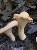 Cantharellus lateritius image